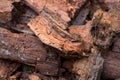 Rotten wood in forest closeup Royalty Free Stock Photo