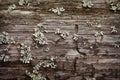 Rotten wood and lichen Royalty Free Stock Photo