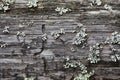 Rotten wood and lichen Royalty Free Stock Photo