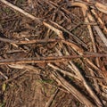 Rotten wood residues on ground