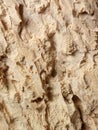 Rotten wood. Rotten wood texture. Dry old wood Royalty Free Stock Photo