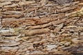 Rotten wood texture Royalty Free Stock Photo