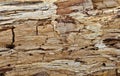 Rotten wood texture Royalty Free Stock Photo