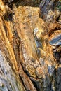 Rotten wood texture close up as a background Royalty Free Stock Photo