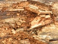 Rotten Wood Texture