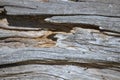 Rotten wood texture of an old dead tree Royalty Free Stock Photo