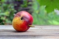 Rotten and worm-eaten wormy apple Royalty Free Stock Photo