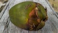 rotten and wormy coconut fruit on a wooden background