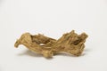 Rotten wrinkled ginger root on a white background