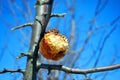 Rotten yellow apple on tree, close up detail, soft blurry gray twigs and blue sky