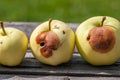 Rotten yellow apples on rustic pine wood table