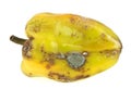 Rotten yellow bell pepper isolated on white background