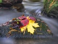 Rotten dotted fallen leaves and dry grass stalks  in cold water Royalty Free Stock Photo