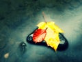 . Rotten yellow orange dotted maple leaf in cold water of mountain stream. Royalty Free Stock Photo