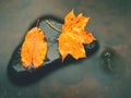 . Rotten yellow orange dotted maple leaf in cold water of mountain stream. Royalty Free Stock Photo