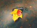 . Rotten yellow orange dotted maple leaf in cold water of mountain stream. Royalty Free Stock Photo