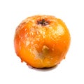 Decomposing Rotten Orange Unhealthy Eating Concept in Spoiled Citrus, Mold Growth, Generative Ai Royalty Free Stock Photo