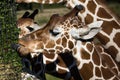 closeup of grass eating giraffes. Giraffe sticking tongue out. Royalty Free Stock Photo