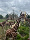 Rotterdam, Netherlands - August 27, 2022: Group of beautiful giraffes in zoo enclosure