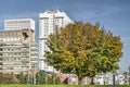 Chestnut tree and hospital buildings