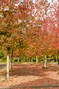 Colorful sweet gum trees on a town square