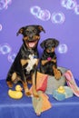 Rotties at Bath time Royalty Free Stock Photo