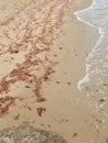 Rotting algae seaweed lined along beach surf zone