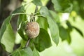 Rotting apple fruit on a tree affected by the disease Royalty Free Stock Photo