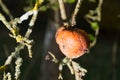 Rotting apple hanging on tree Royalty Free Stock Photo