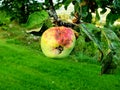 Rotting Apple On A Tree Royalty Free Stock Photo