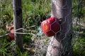 Rotting apple with worm hole caught between wire mesh and tree trunk in orchard Royalty Free Stock Photo