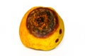 Rotting apple Royalty Free Stock Photo