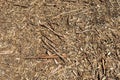 Rotting brown leaves, small twigs, sticks beneath stand of eucalyptus leaves