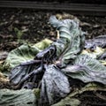 Rotting Cabbage Leaves