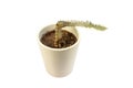 A rotting cactus in pot over a white isolated background Royalty Free Stock Photo