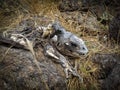 The rotting corpse of a Land Iguana Royalty Free Stock Photo