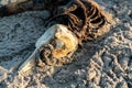 Decaying body of a dead dolphin on the beach Royalty Free Stock Photo