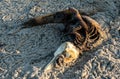 Decaying body of a dead dolphin on the beach Royalty Free Stock Photo