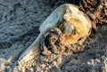 Decaying body of a dead dolphin on the beach Royalty Free Stock Photo