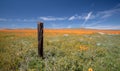 Rotting fence post in meadow of California Golden Poppies during springtime super bloom in southern California high desert Royalty Free Stock Photo