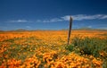 Rotting fence post in meadow of California Golden Poppies during springtime super bloom in southern California high desert Royalty Free Stock Photo