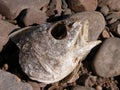 Rotting Fish Head on the River Rocks