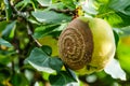 Rotting fruit with mould in spiral pattern hanging on tree