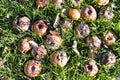 Rotting in the green grass apples covered with mold Royalty Free Stock Photo