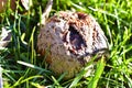 Rotting in the green grass apples covered with mold Royalty Free Stock Photo