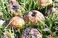 Rotting in the green grass apples covered with mold Royalty Free Stock Photo