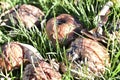 Rotting in the green grass apples covered with mold Royalty Free Stock Photo
