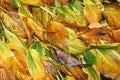 Rotting hosta leaves in different autumn colors