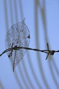 Rotting insect damaged leaf showing intricate patterns on colourful background Royalty Free Stock Photo