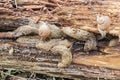 Slugs and Snail On Rotting Wood